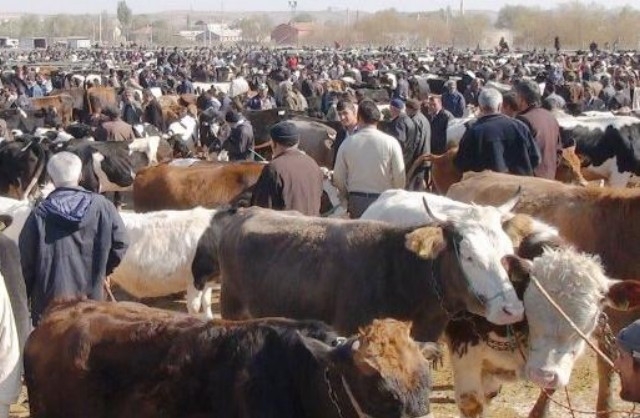 Kurbanlık hayvan gebelik muayene ve yaş tayın istasyonu kuruldu