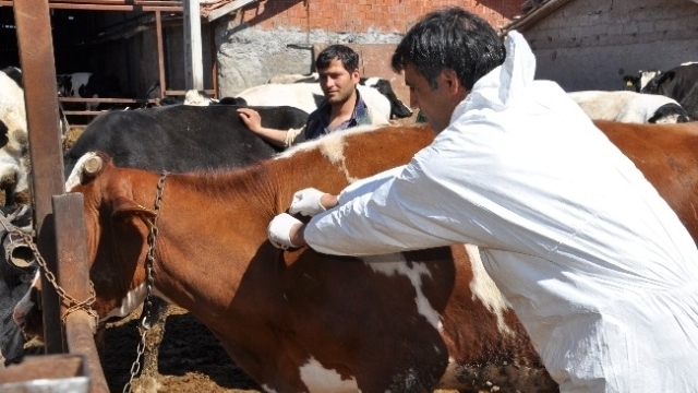 Şap aşısı kampanyası başladı